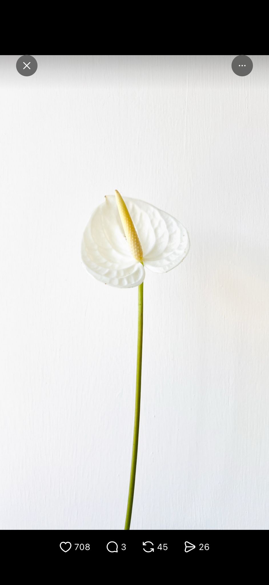 White Anthurium